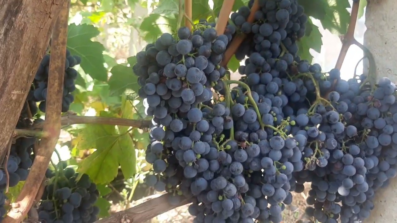 WINE TOUR Un'esperienza che regala suggestioni e autentiche emozioni sensoriali